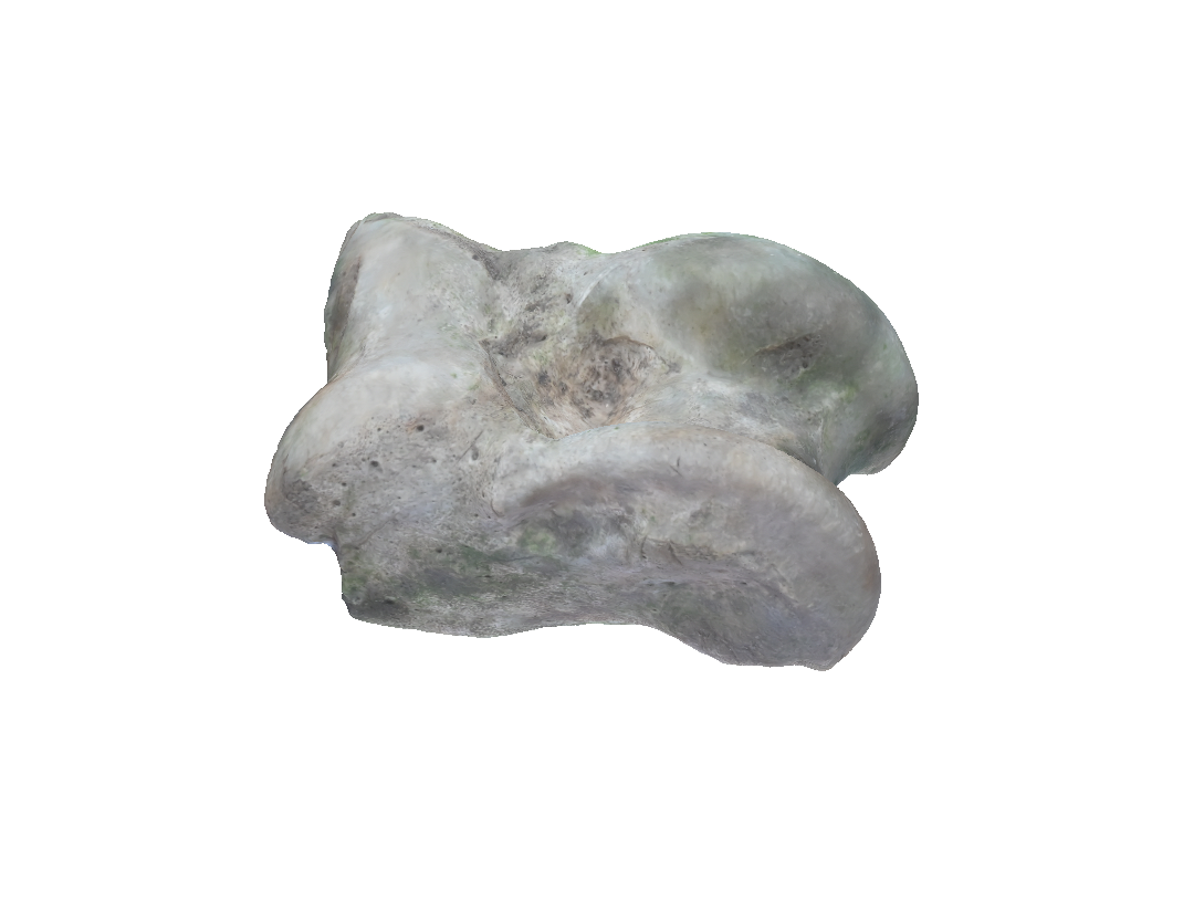 Fragmen Astragalus Hewan