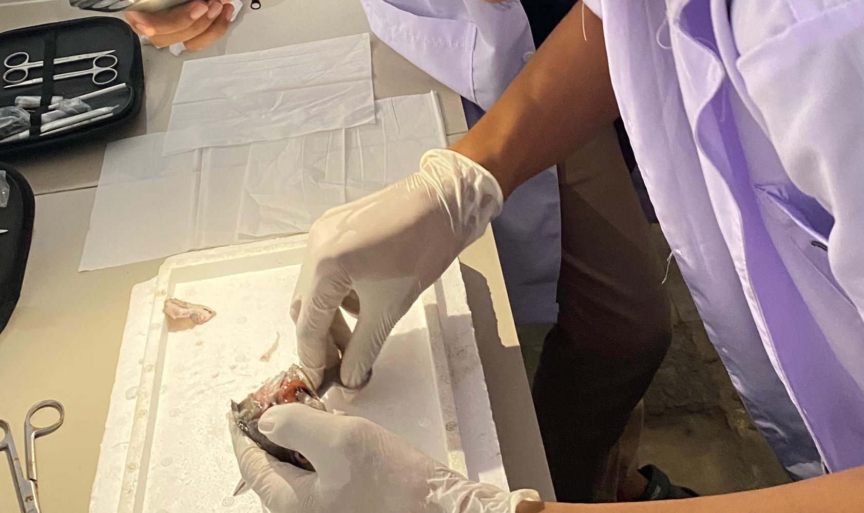 Pelaksanaa di Laboratorium kampus selayar