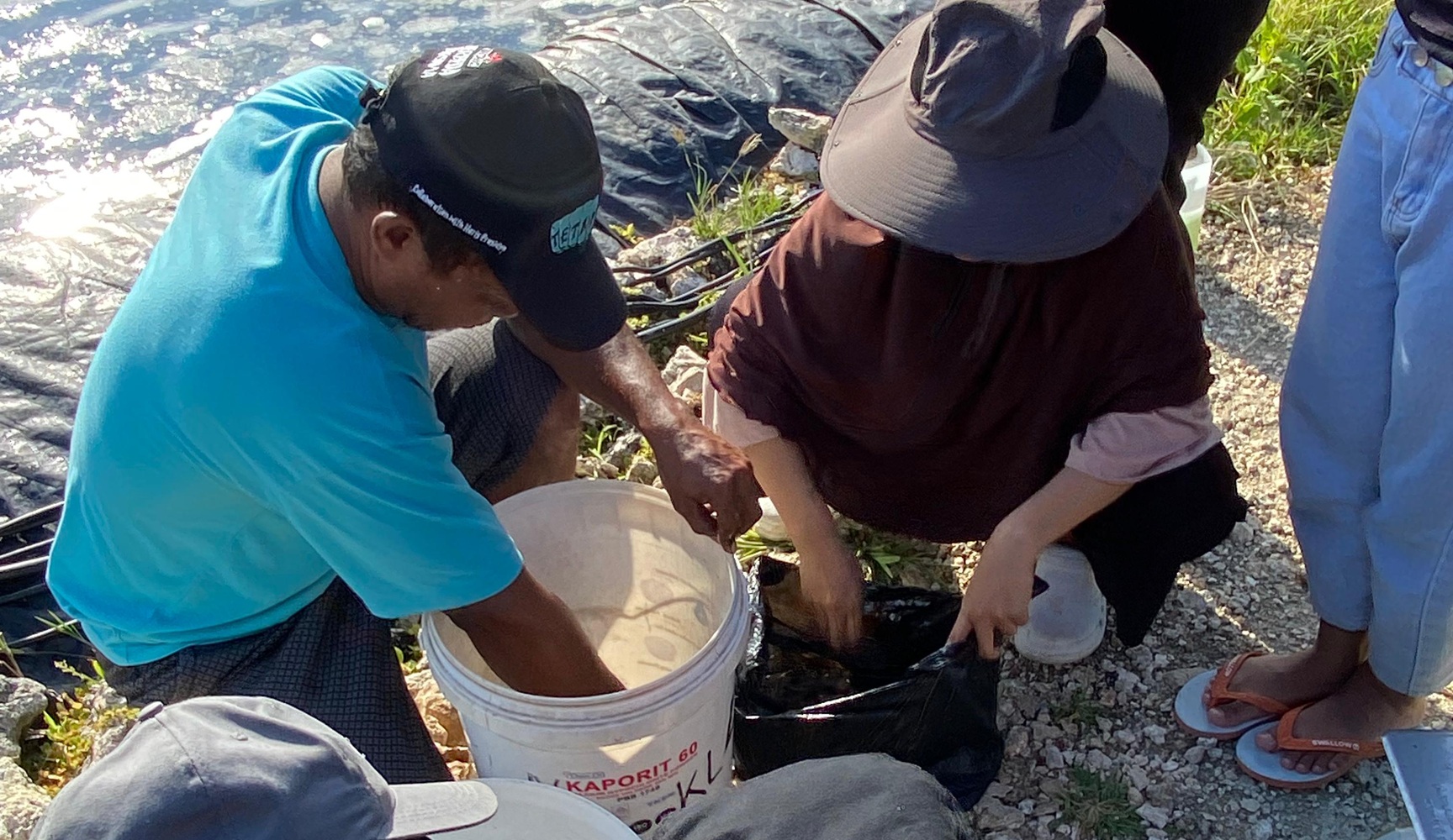 Tambak Intensif Budidaya Udang