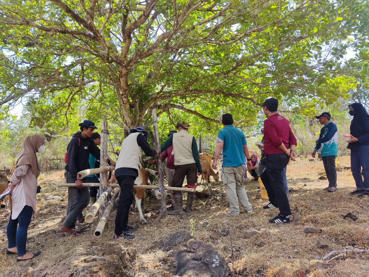 Lecturer in Livestock Production Technology, Vocational Program of Hasanuddin University, Implements the INOVOKASI Program