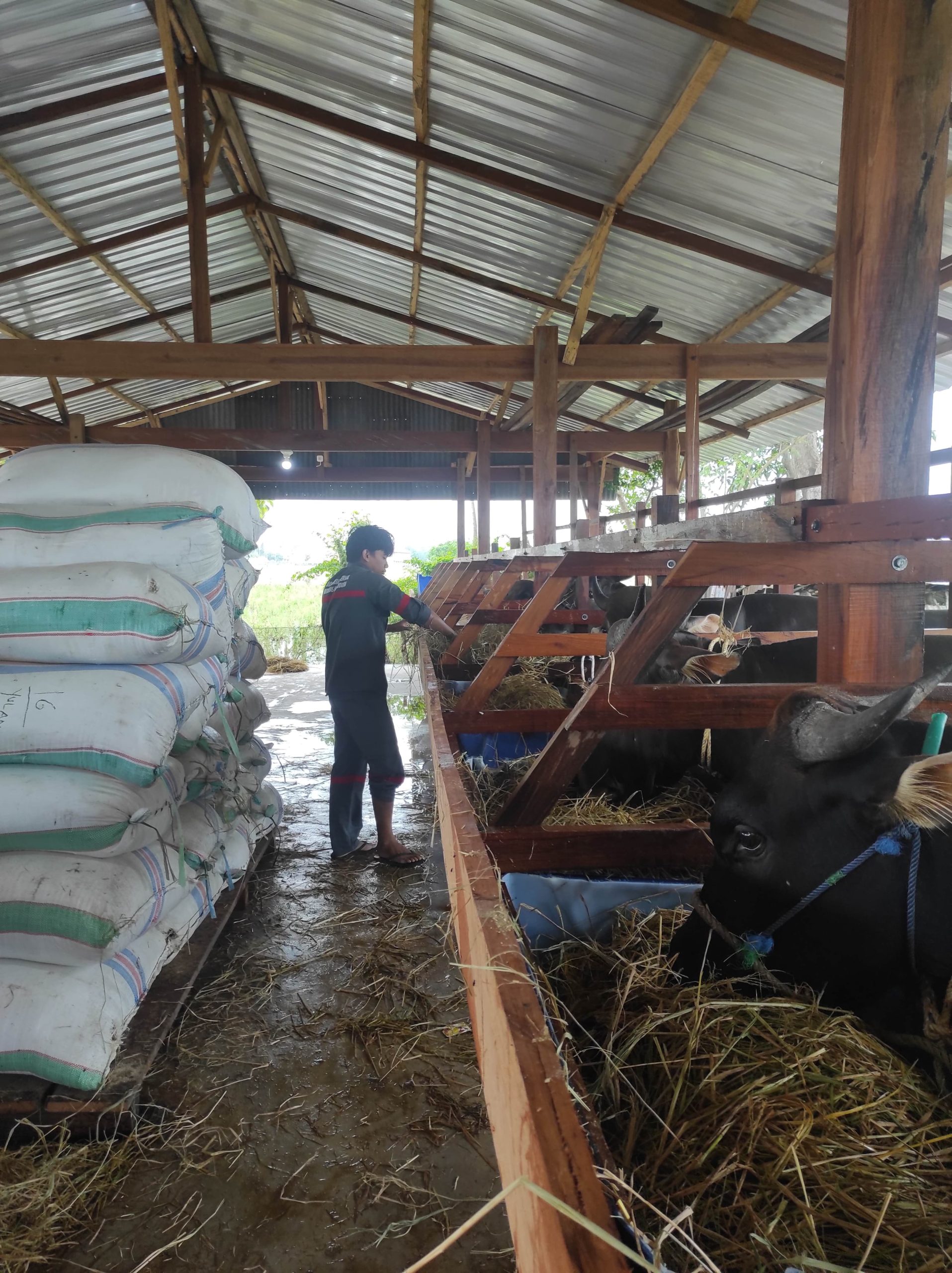 Students of the Faculty of Vocational Studies, Hasanuddin University, conducted field practice on cattle fattening at the Harapan Talawe Livestock Group.